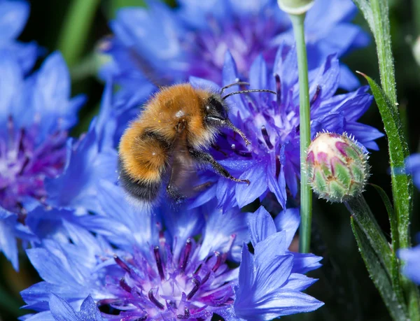 Bee en bloem — Stockfoto