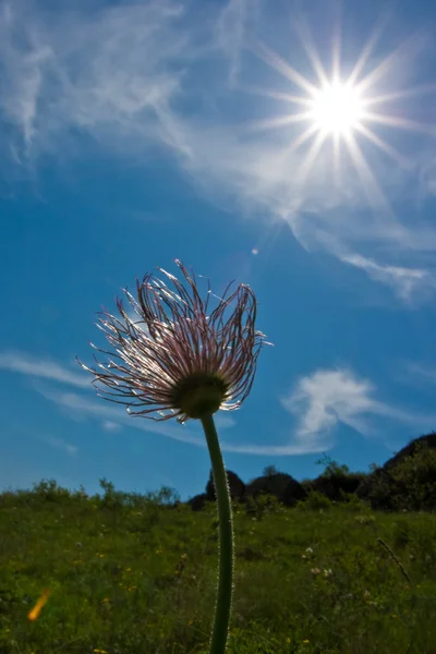 Fiore sullo sfondo del cielo — Foto Stock