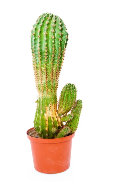 Kaktusz-fehér — Stock Fotó