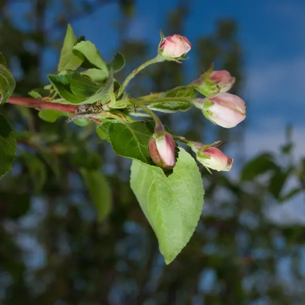 Fleur de pomme — Photo