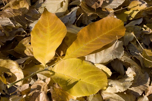 Hojas de otoño —  Fotos de Stock