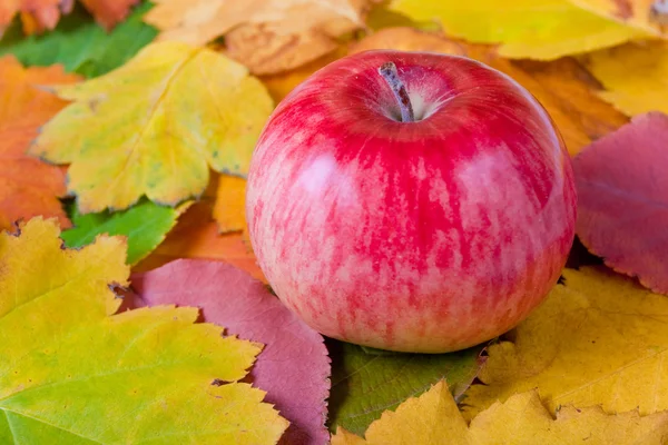 Яблоко на листьях — стоковое фото