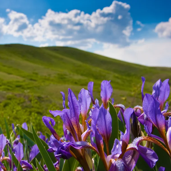 Iris in Kazakhstan — Stock Photo, Image