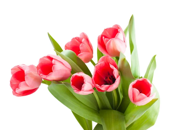 Rosa Tulpen — Stockfoto