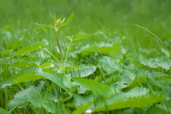 Erba verde — Foto Stock