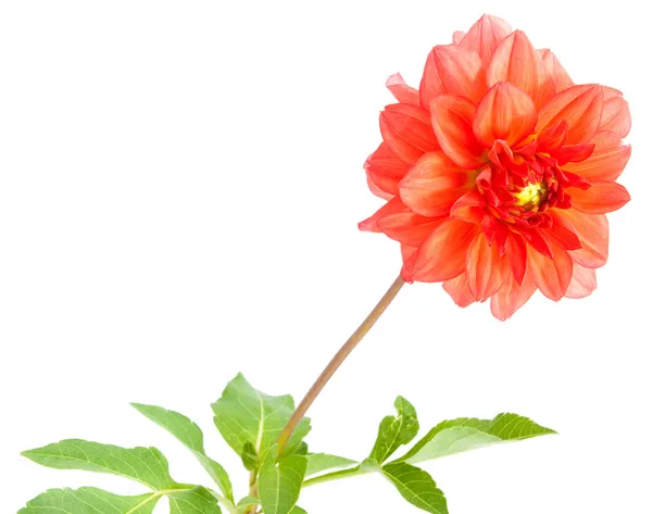 Red dahlia — Stock Photo, Image