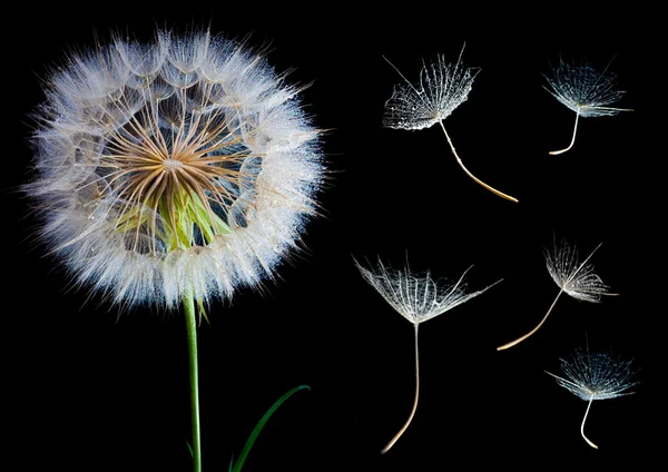 Big dandelion — Stock Photo, Image