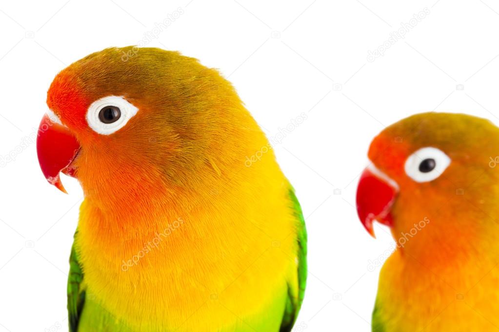 Pair of lovebirds agapornis-fischeri