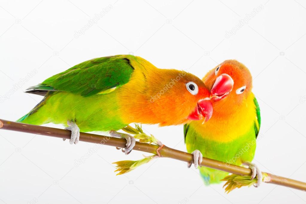 Pair of lovebirds