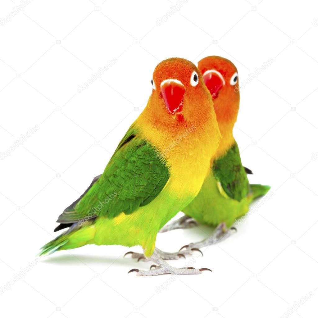 Pair of lovebirds agapornis-fischeri