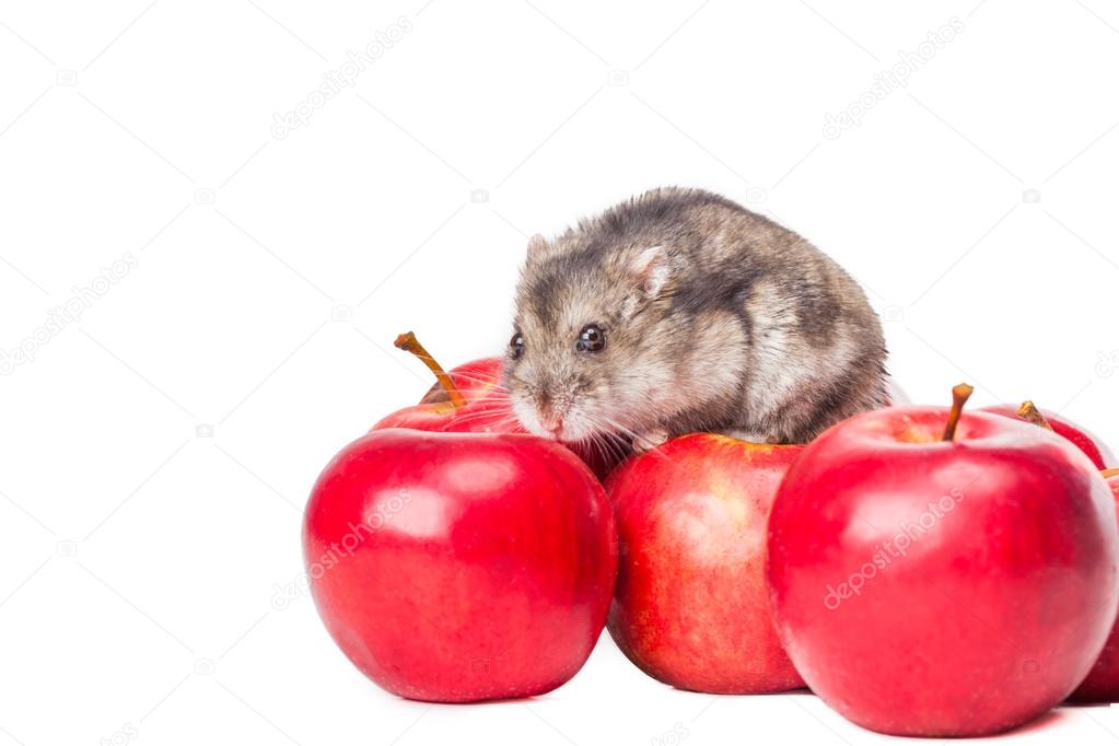 Can dwarf hamsters eat apples 2025