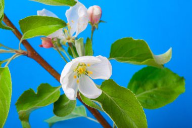 çiçek açan elma ağacı dal