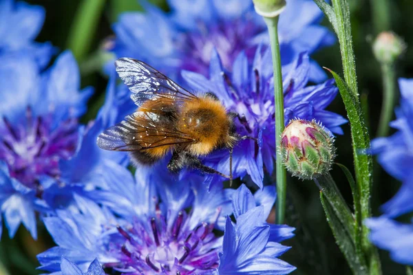 Abeille et fleur violette — Photo