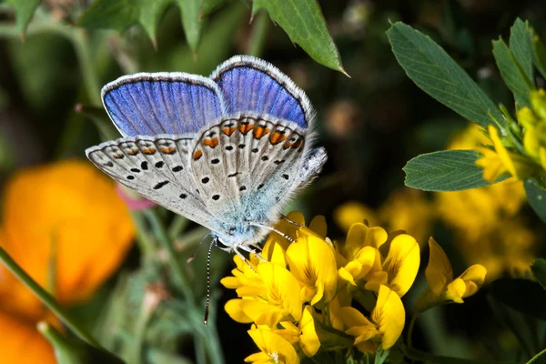 Borboleta roxa manchada de azul — Fotografia de Stock