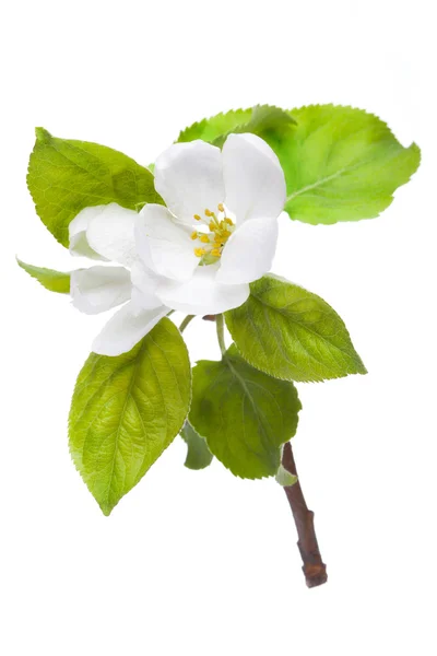 Çiçek açan elma ağacı dal — Stok fotoğraf