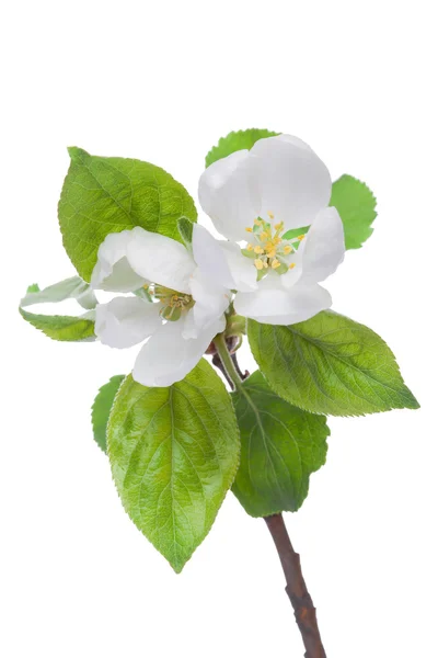 Blooming apple-tree twig — Stock Photo, Image
