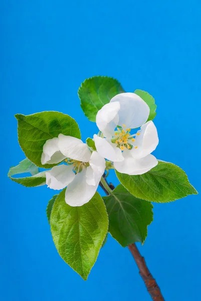 Blooming apple-tree twig — Stock Photo, Image