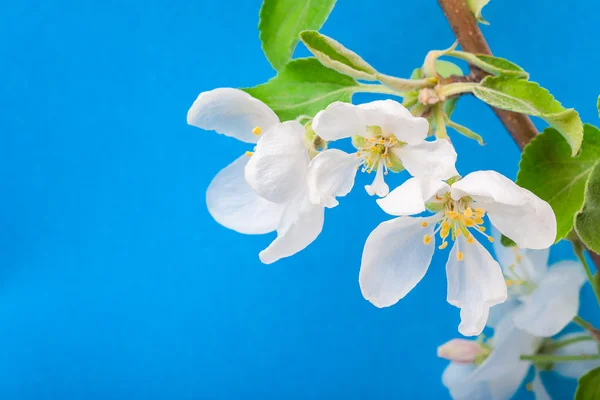 开花的树上的苹果树枝 — 图库照片