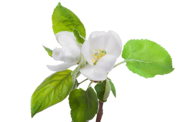 Ramoscello di melo in fiore — Foto Stock
