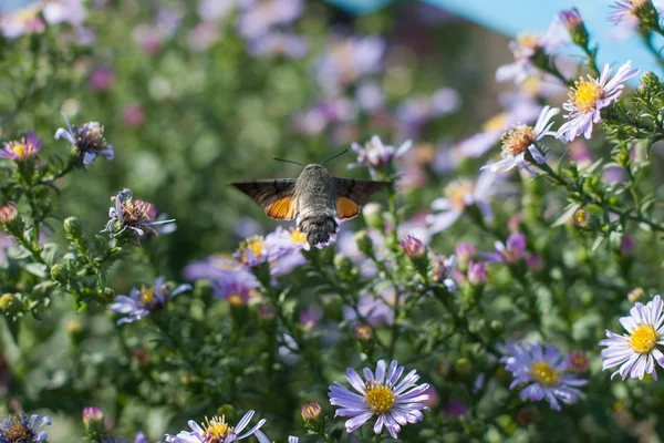 De vlinder verzamelt nectar — Stockfoto