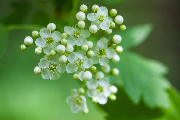 Branch and blossom of bird cherry — Stock Photo, Image