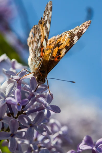 Senhora borboleta com Buddleja davidii — Fotografia de Stock