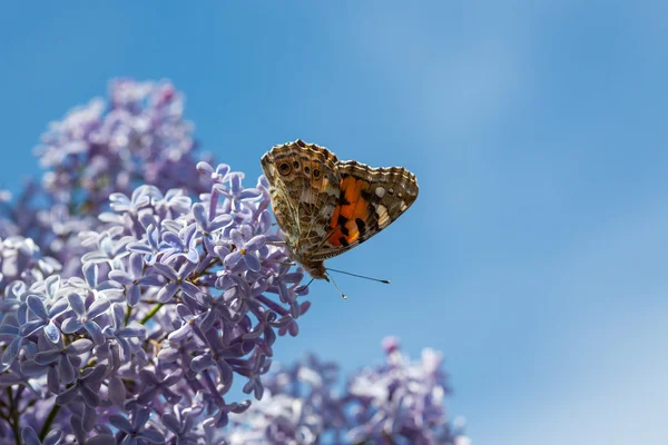 Dame vlinder met Vlinderstruik — Stockfoto