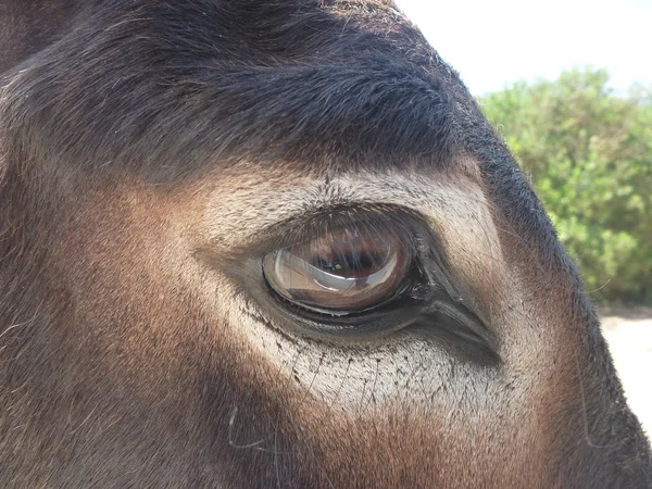 Olho de burro — Fotografia de Stock