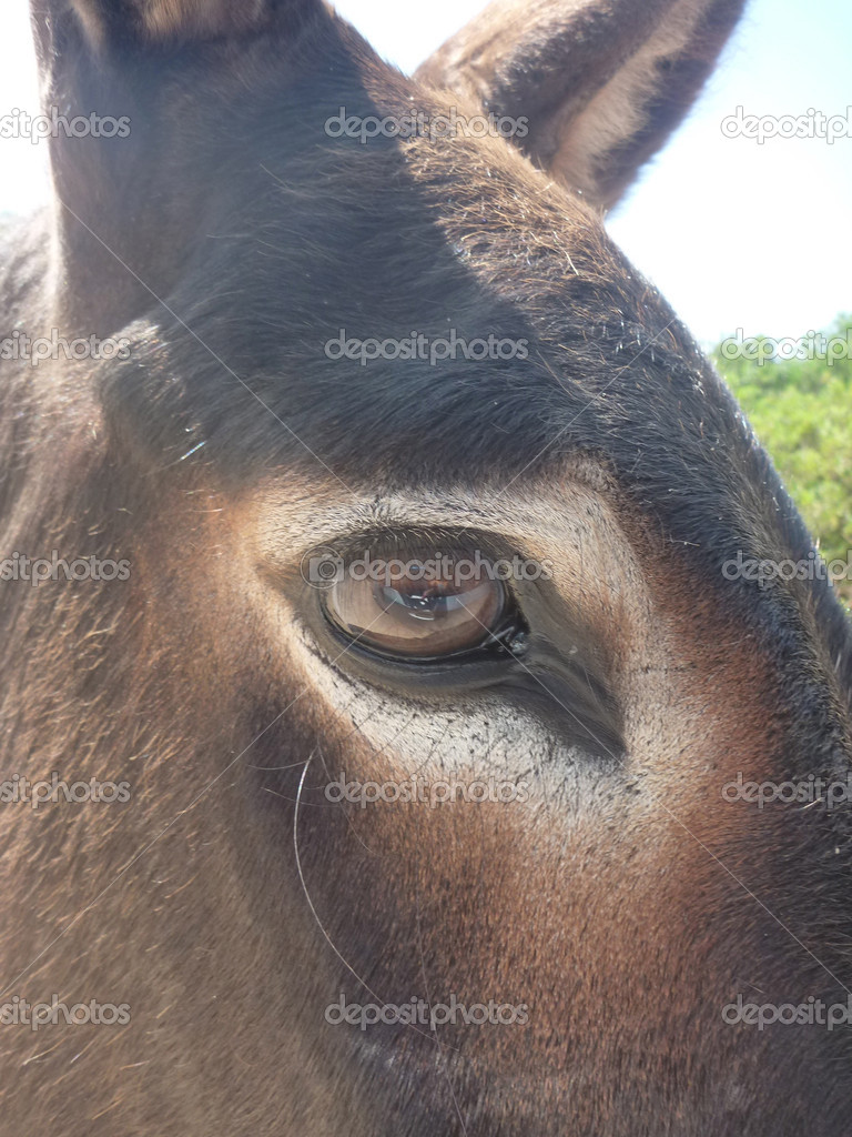 Swallowing a Donkey Swallowing a Donkey