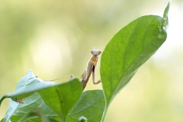 Männliche Gottesanbeterin steht auf einer grünen Chilipflanze — Stockfoto