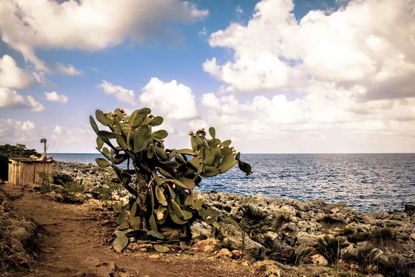 Prickly pear bush in een woestijn pad in Sicilië Italië — Stockfoto