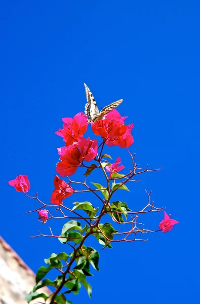 Mariposa voladora que llega en una flor fucsia bouganville — Foto de Stock
