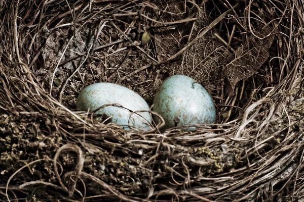 Blackbird nest with two eggs — Stock Photo, Image