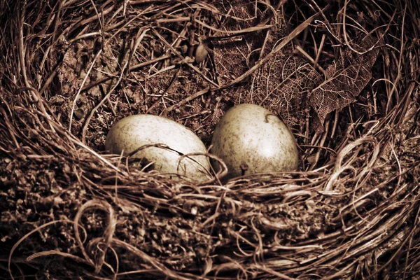 Чорне пташине гніздо з двома яйцями в коричневому — стокове фото
