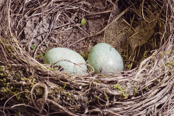 Чёрная птица гнездо с двумя яйцами в зеленой тени — стоковое фото