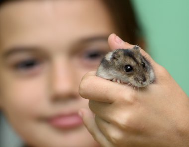 çocuk hamster