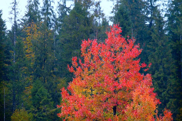 Red asp tree against dark woods — Stock Photo, Image