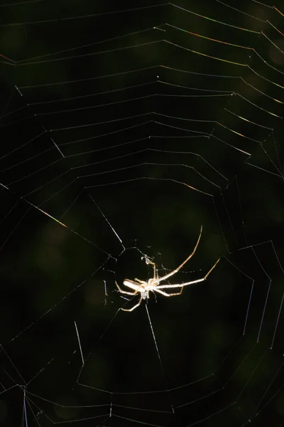 Spinne (argiope bruennichi)) — Stockfoto