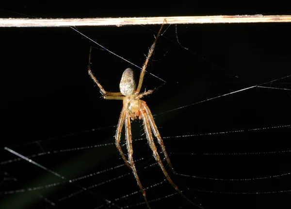 Örümcek (Argiope bruennichi) — Stok fotoğraf