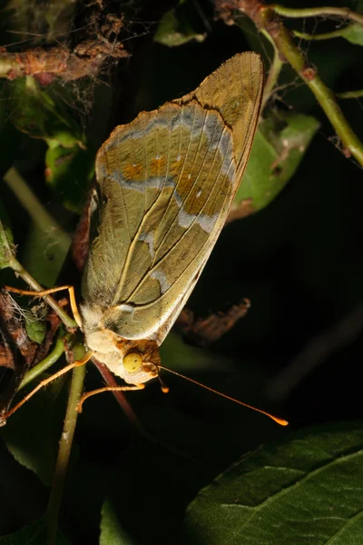 Mariposa en la hoja —  Fotos de Stock