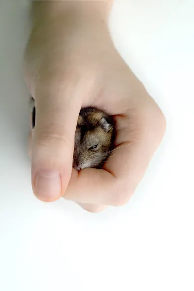 Lille mus i menneskehånd - Stock-foto