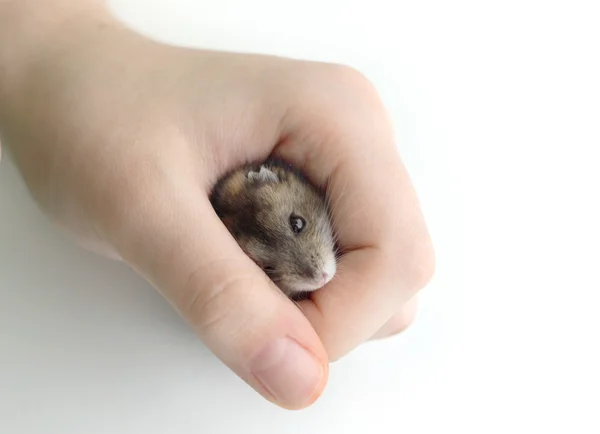 Ποντίκι σε ανθρώπινο χέρι — Φωτογραφία Αρχείου