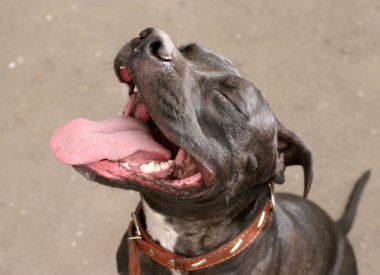 köpeğin ağzı