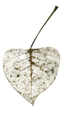 abele kuru yaprak resmi ana tarayıcı tarafından yapılan