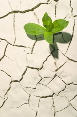 Plant in desert