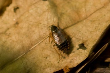 hamamböceği yaprak üzerinde