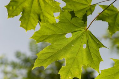 Akçaağaç yaprağı yakın çekim (2)