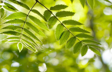 mountain ash yapraklar