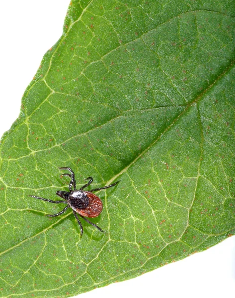 Peligrosa garrapata pequeña — Foto de Stock