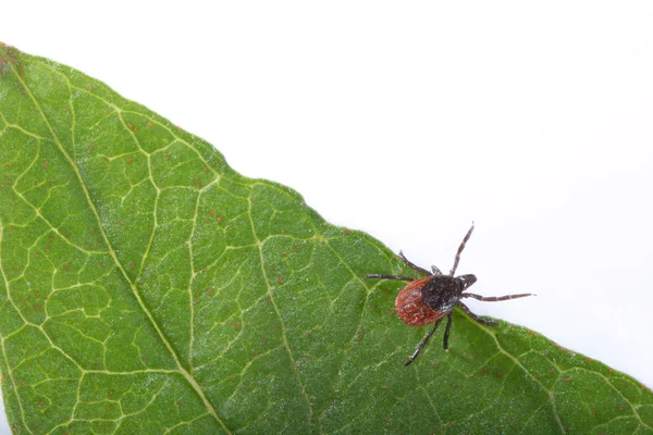 Peligrosa garrapata pequeña — Foto de Stock